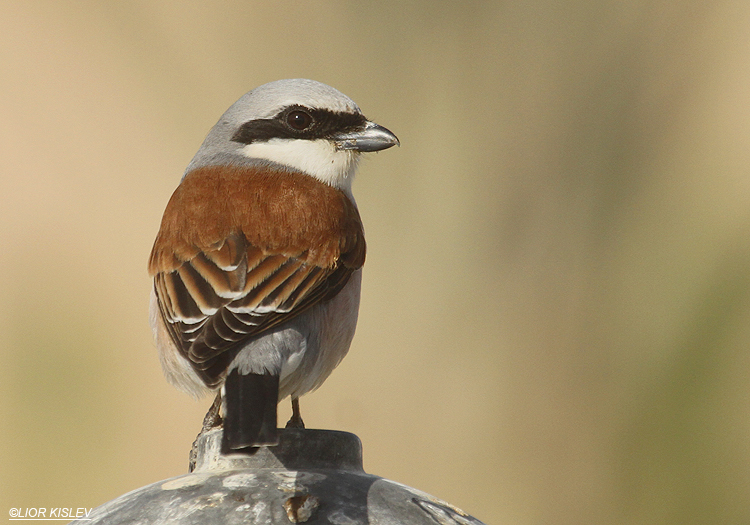 Red backed shrike ,Neot Smadar ,April  2012  Lior Kislev